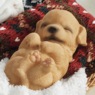 Your Choice Sleeping Puppy or Kitten, , large