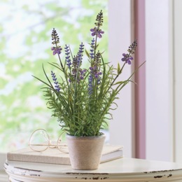 Potted Lavender, , large