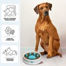 Paw Perfect Slow Feeder Bowl, , large