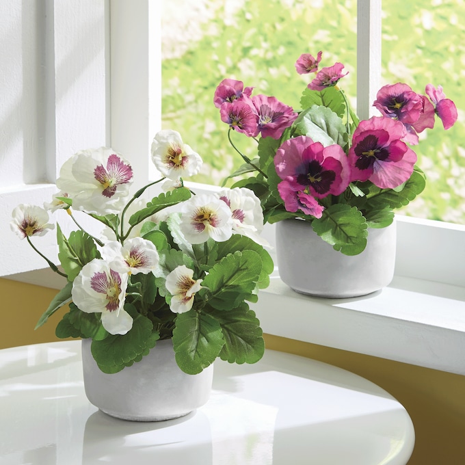 Set of 2 Potted Pansies, , large