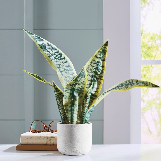 Potted Snake Plant, , large