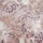 Blush Floral