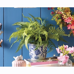 Mixed Fern in Blue and White Vase, , large