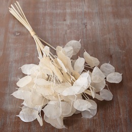 Coastal Silver Dollar Stems Bundle, , large