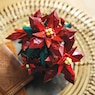 LEGO Botanicals Poinsettia, , large
