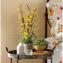 Forsythia in Planter, , large