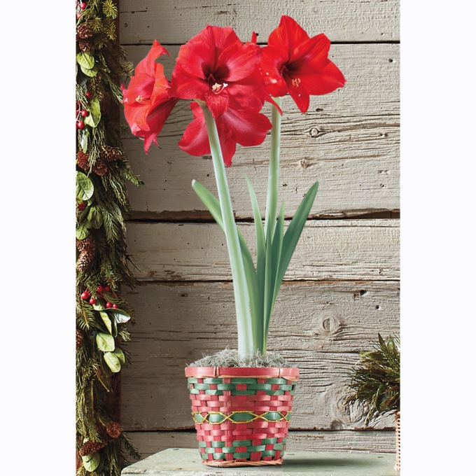 Magnificent Amaryllis in Bamboo Basket, , large