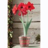 Magnificent Amaryllis in Bamboo Basket, , large