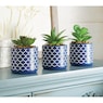 Set of 3 Succulents in Blue Pots, , large