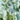 Set of 3 Hydrangea Stems, Blue, swatch