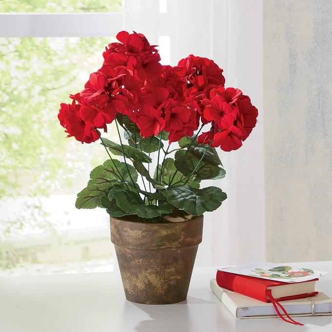 Potted Geranium, , large