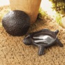 Turtle Key Hider, , large