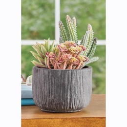 Succulents in Papier-M&acirc;ch&eacute; Pot, , large