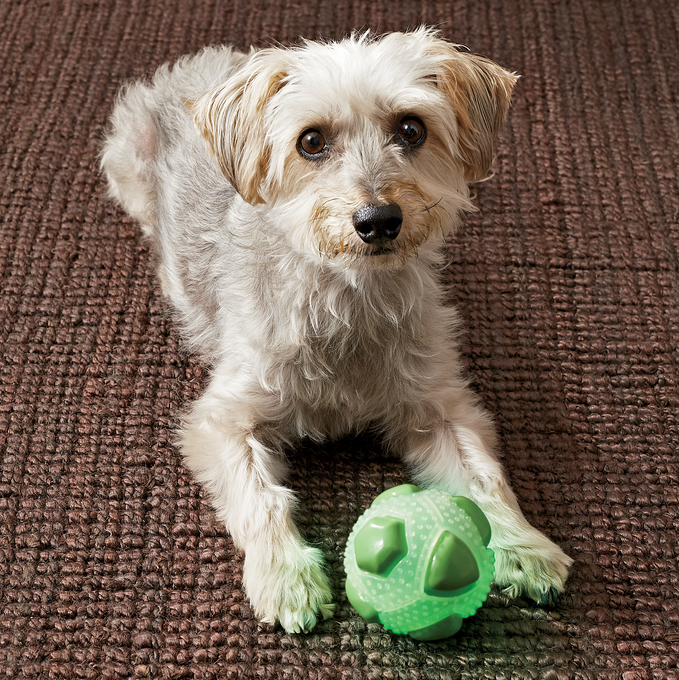 Set of 2 Glow-In-The-Dark Pet Balls, , large