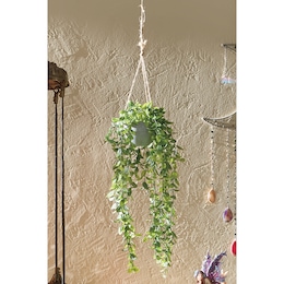 Hanging Potted Green Plant, , large